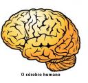 cerebro.JPG