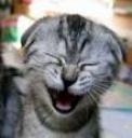 gato.jpg