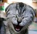 gato