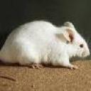 rato