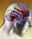 cerebro1.jpg