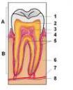dente.jpg