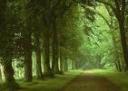 floresta.jpg