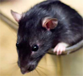 rato