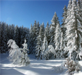 neve