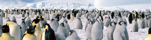 É possível um pinguim morrer de frio?