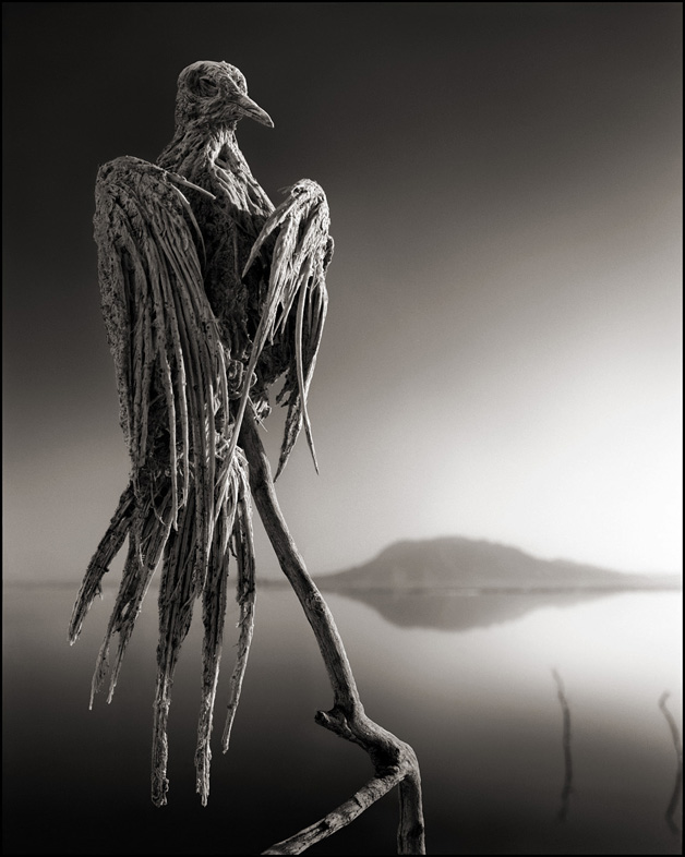 animais-pedra-nick-brandt-3