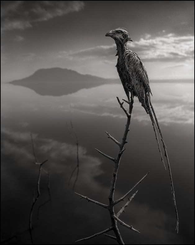 nickbrandt03