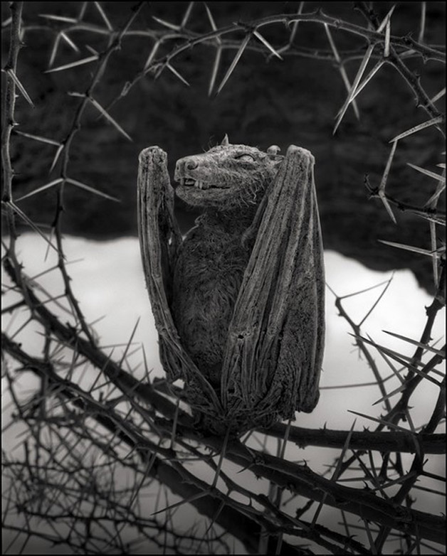 nickbrandt05